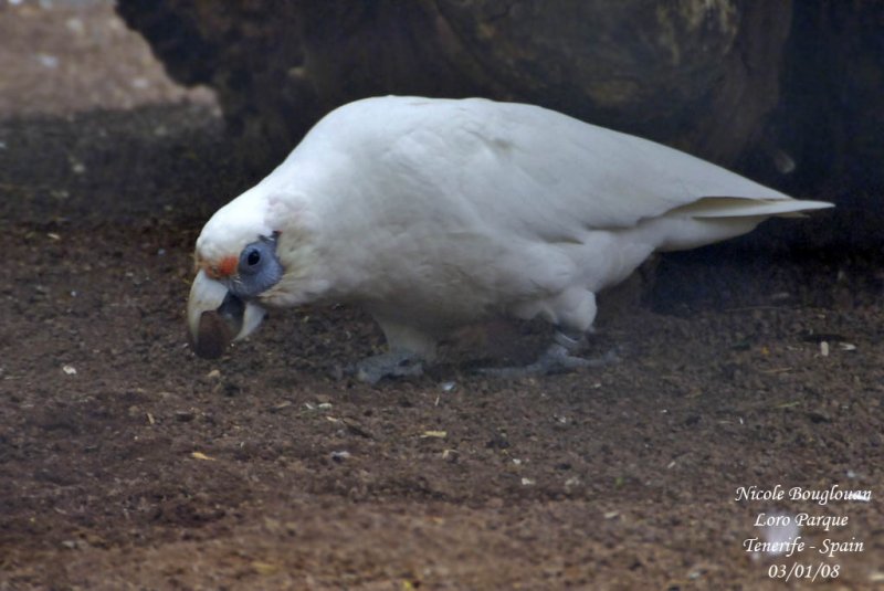 Western Corella - Cacatua pastinator - Cacatos laboureur