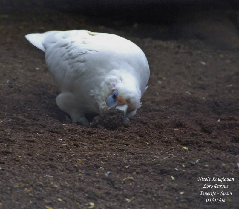 Western Corella - Cacatua pastinator - Cacatos laboureur