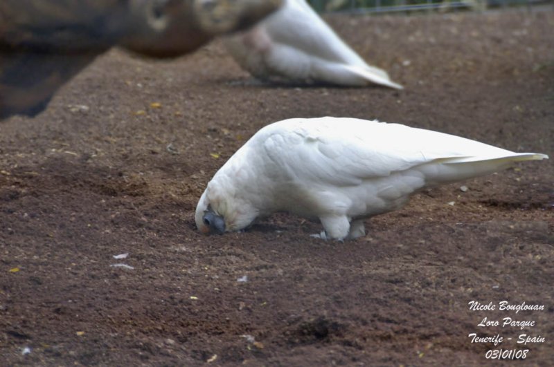 Western Corella - Cacatua pastinator - Cacatos laboureur