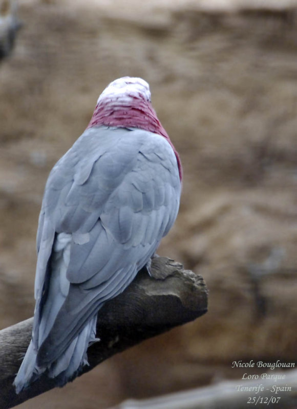 Galah - Eolophus roseicapillus - Cacatos rosalbin