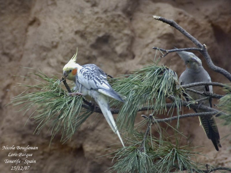 Cockatiel - Nymphicus hollandicus - Calopsitte lgante
