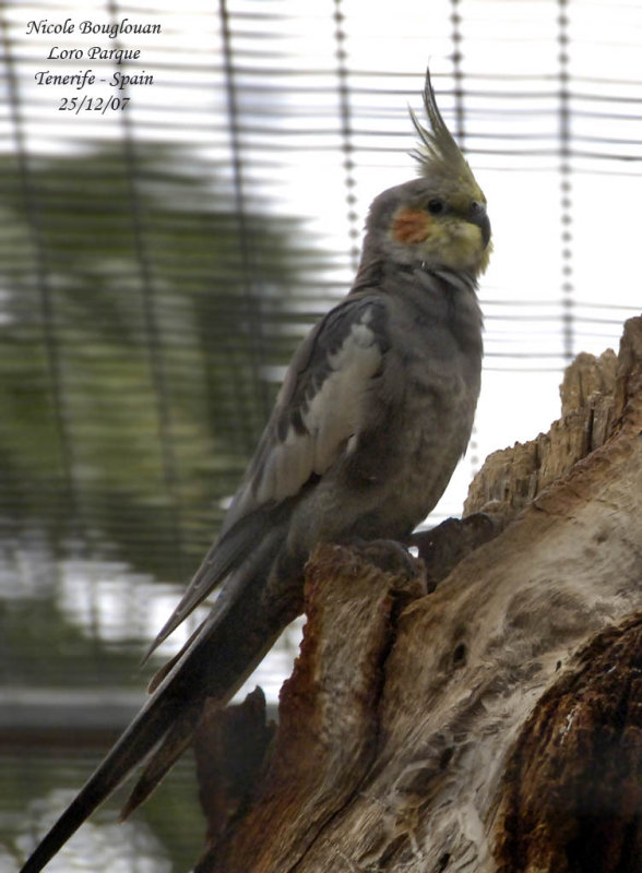 Cockatiel - Nymphicus hollandicus - Calopsitte lgante
