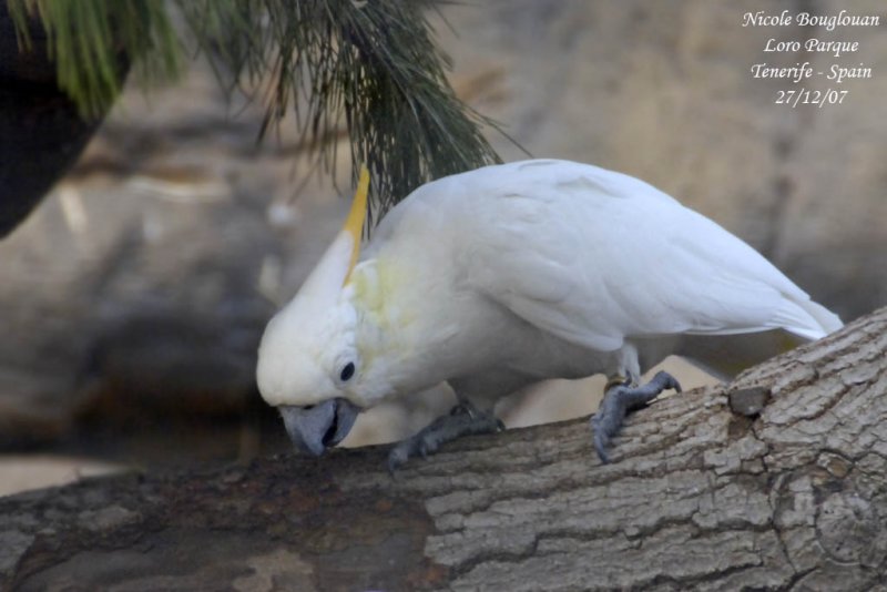 Yellow-crested Cockatoo - Cacatua sulphurea subspecies abbotti - Cacatos soufr