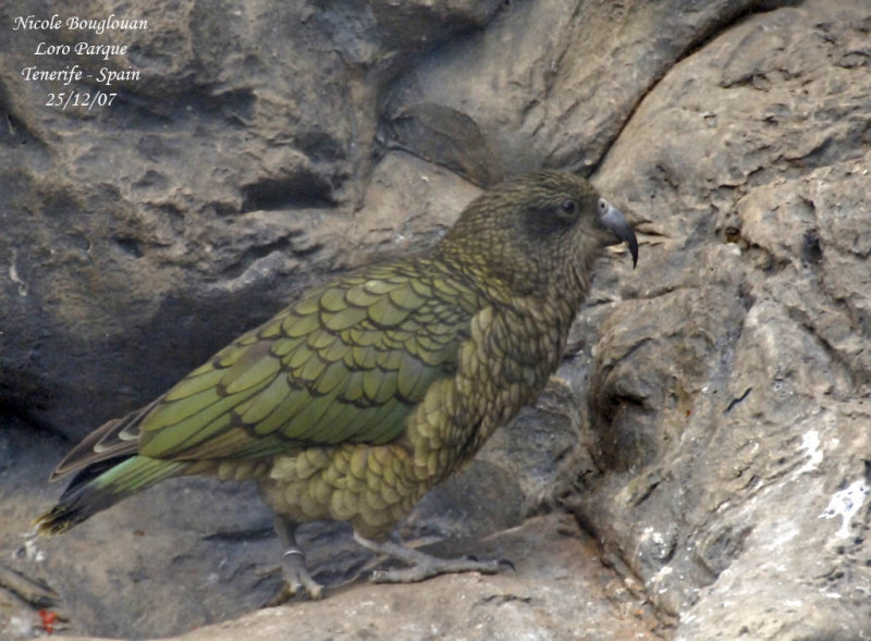 Kea - Nestor notabilis - Nestor Ka