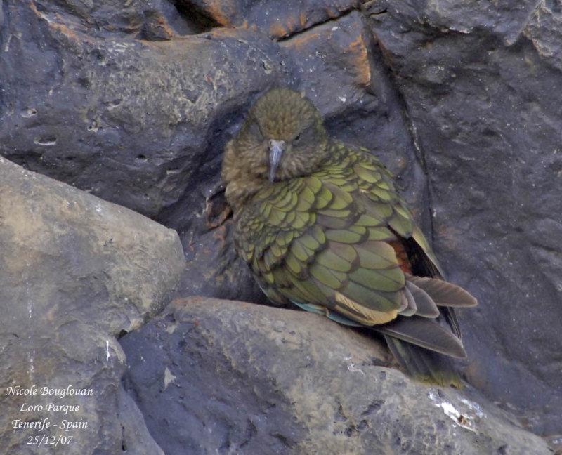 Kea - Nestor notabilis - Nestor Ka