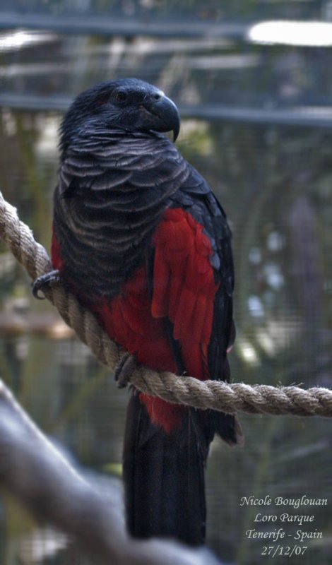 Pesquets Parrot - Psittrichas fulgidus - Psittrichas de Pesquet