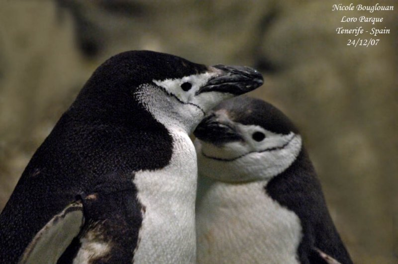 Chinstrap Penguin - Pygoscelis antarctica - Manchot  jugulaire