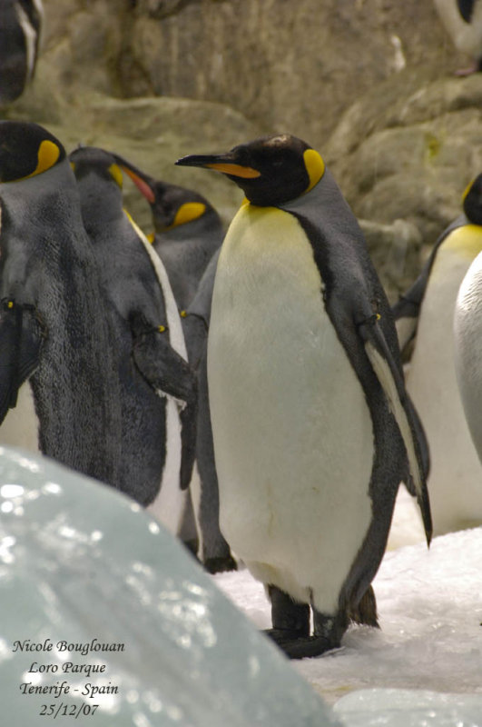 King Penguin -  Aptenodytes patagonicus - Manchot royal