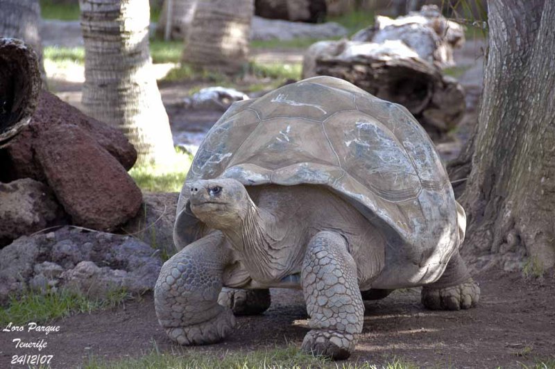 Geochelone nigra - Tortue des Galapagos