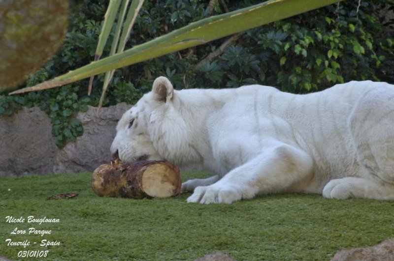 Tiger - Panthera tigris -Tigre blanc