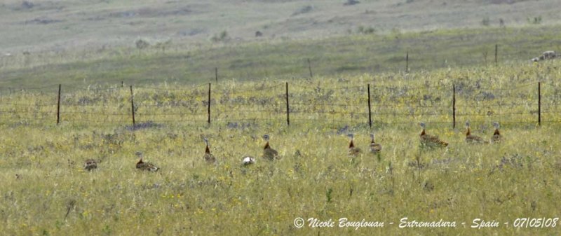 GREAT BUSTARD - OTIS TARDA - OUTARDE BARBUE