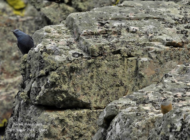 BLUE ROCK THRUSH and ROCK BUNTING