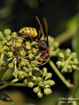 EUROPEAN HORNET