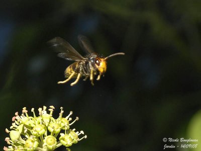 EUROPEAN HORNET