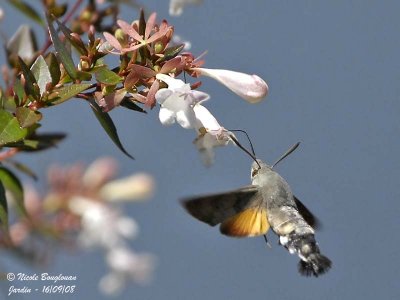 HUMMINGBIRD HAWK-MOTH - MACROGLOSSUM STELLATARUM - MORO-SPHINX
