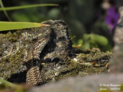 WALL LIZARD - PODARCIS MURALIS - LEZARD DES MURAILLES