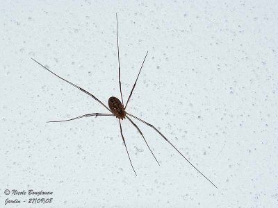 DADDY LONG LEGS - PHALANGIUM OPILIO - FAUCHEUX