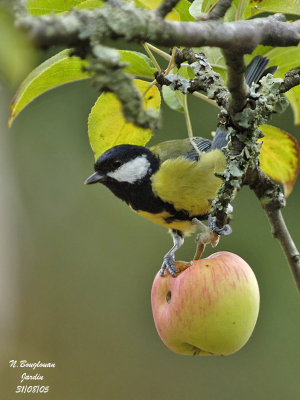 GREAT TIT