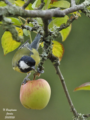 GREAT TIT