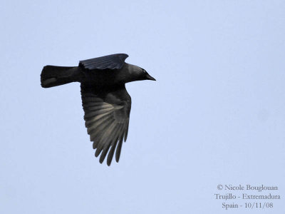 EURASIAN JACKDAW