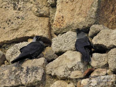 EURASIAN JACKDAW