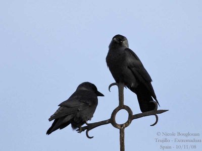 EURASIAN JACKDAW