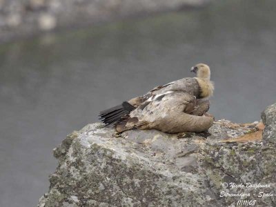 GRIFFON VULTURE resting