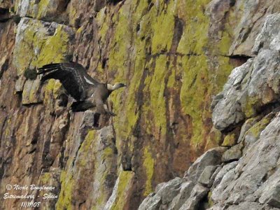 GRIFFON VULTURE before landing