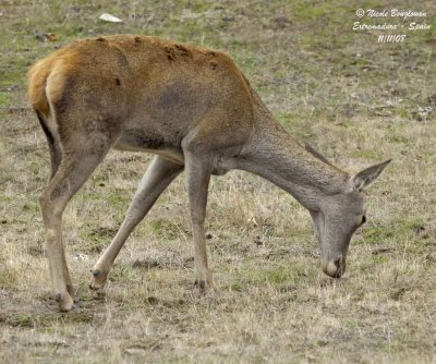 CERVUS ELAPHUS