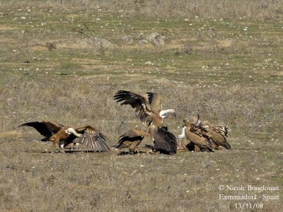 Griffon and Monk Vultures