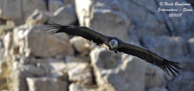 GRIFFON VULTURE in flight