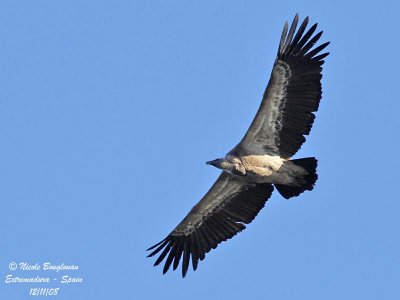 GRIFFON VULTURE in flight