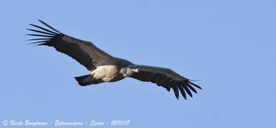 GRIFFON VULTURE in flight