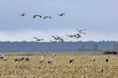 COMMON CRANES