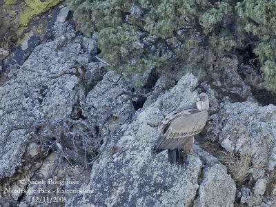 GRIFFON VULTURE AND ENVIRONMENT