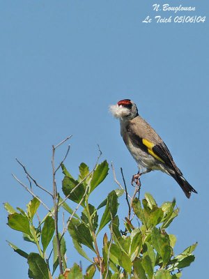 EUROPEAN-GOLDFINCH