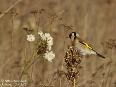 EUROPEAN-GOLDFINCH