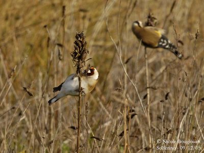 EUROPEAN-GOLDFINCH