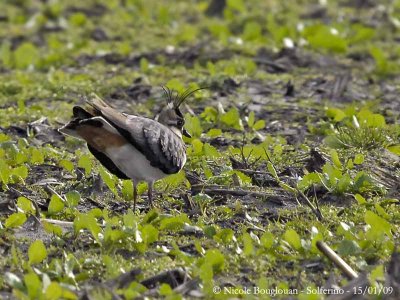 NORTHERN LAPWING bowing-the end