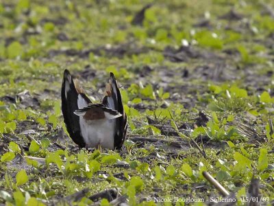NORTHERN LAPWING bowing 3