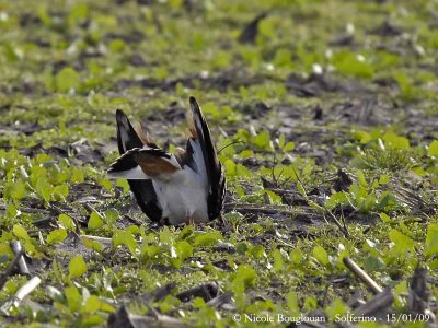 NORTHERN LAPWING bowing 1