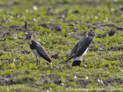 NORTHERN LAPWING lateral display 5