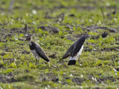 NORTHERN LAPWING lateral display 4