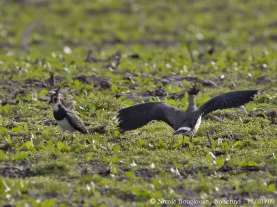 NORTHERN LAPWING lateral display 1