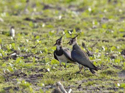 NORTHERN LAPWING end of display