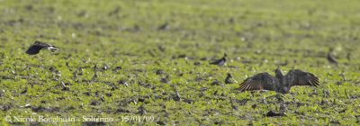 Common Buzzard and N-Lapwing