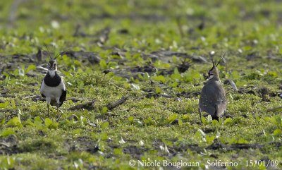 NORTHERN LAPWING before display