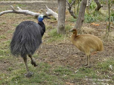 ADULT MALE AND YOUNG