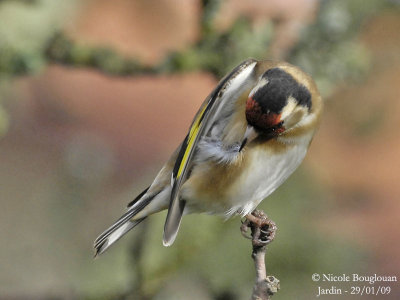 EUROPEAN GOLDFINCH preening