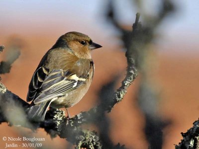 COMMON CHAFFINCH male